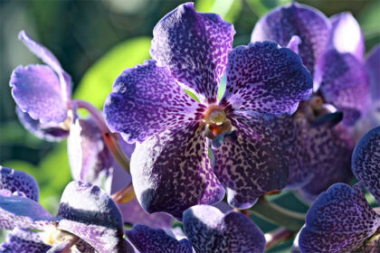 IMG_0340*C1-Vanda Orchid-The New York Botanical Garden