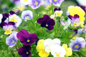 Pansies 'A Mid-Summer's Day Dream'-The New York Botanical Garden