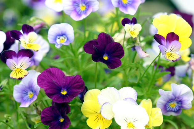 Pansies 'A Mid-Summer's Day Dream'-The New York Botanical Garden