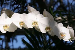 Celestial Orchids 1, The New York Botanical Garden