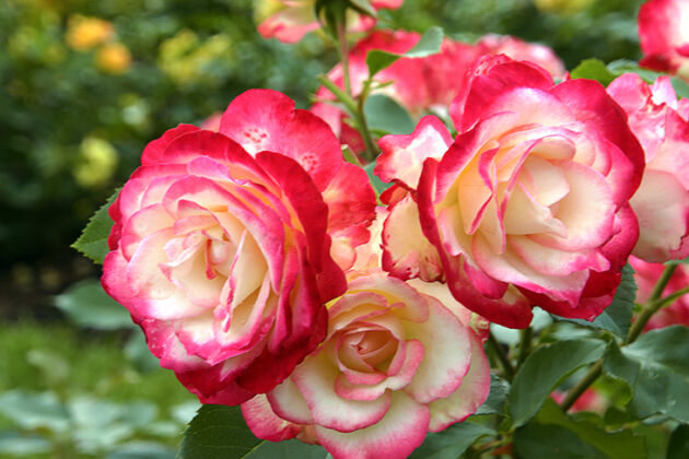 Cameo Roses-The New York Botanical Garden