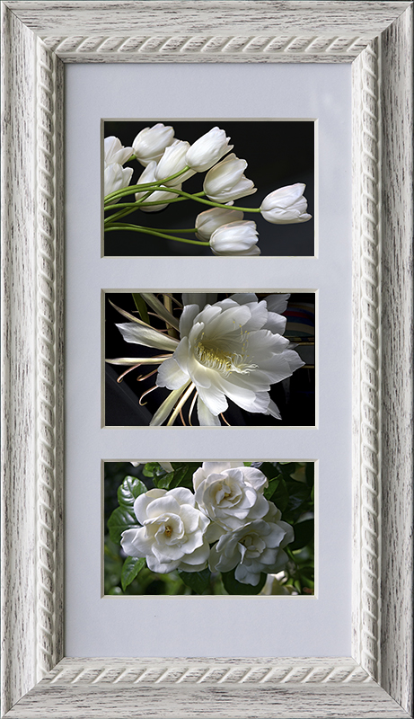 White Tulips, Queen of The Night Cactus, Pearl White Gardenia, New York