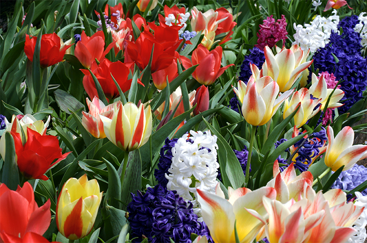 Tulip Hyacinth Fantasy | DuaFlower