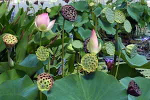 IMG_9922P**-Lotus Journey-The New York Botanical Garden