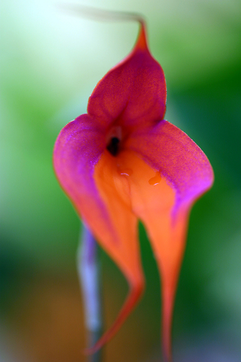 Masdevallia Veitchiana Orchid-The New York Botanical Garden
