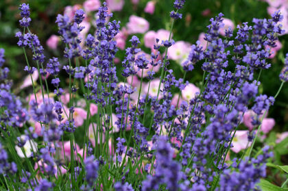Lavender & Wild Rose-Carl Schurz Park, New York City