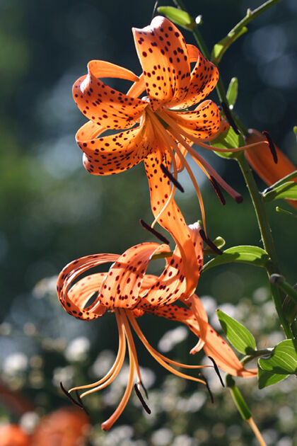 Web-211_1161-Bewitched Tiger Lily-Nantucket, Massachusetts