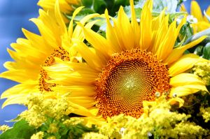 Web-Brilliant Sunflower_Nantucket, Massachusetts