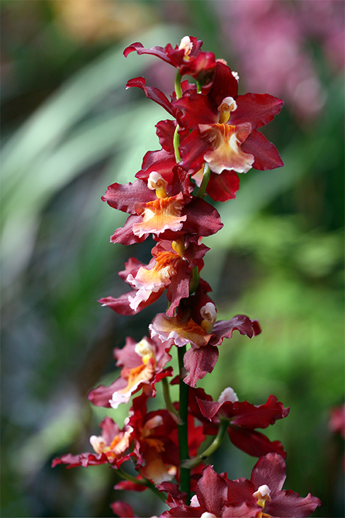 Ecstasy Orchid-The New York Botanical Garden