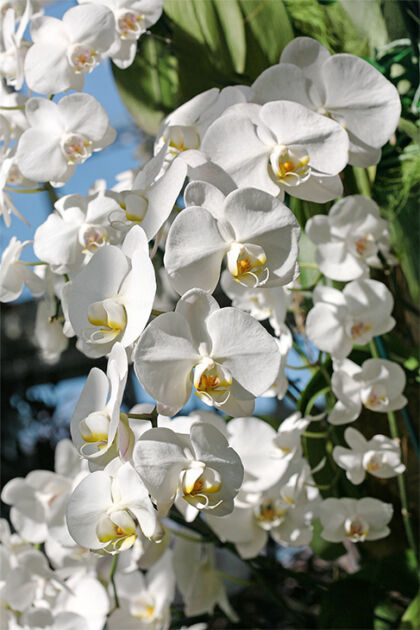 Orchid-Parfait-The-New-York-Botanical-Garden
