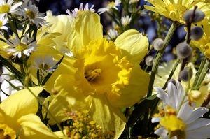 Daffodil Bouquet_Nantucket, Massachusetts
