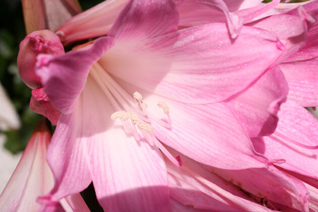 'Pink Silk Lily'-Mendocino, California