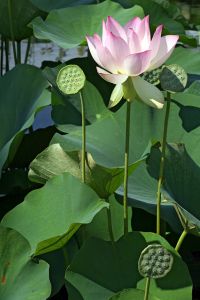 Web-IMG_6376C-2019-Lotus 'Pink Dreams'-The New York Botanical Garden