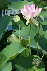 Web-IMG_6376C2-2019-Lighter-Lotus 'Pink Dreams'-The New York Botanical Garden