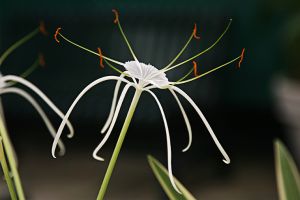 Spider Lily I-The New York Botanical Garden
