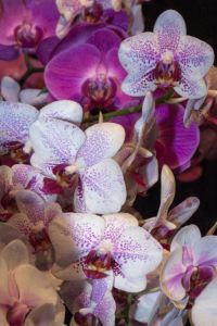 Web-IMG_7586RAW-2019-Orchid 'Confection'-The New York Botanical Garden