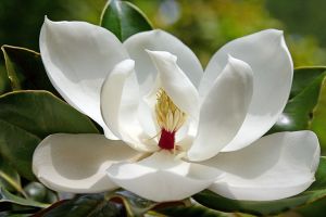 Magnolia 'Little Gem #1_Atlanta Botanical Garden
