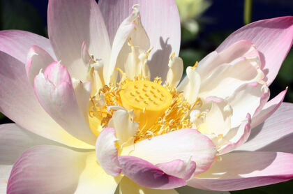 Lotus Lace No.1- The New York Botanical Garden