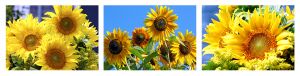 Sunflower Triptych