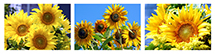 Sunflower Triptych-Boutique Specials