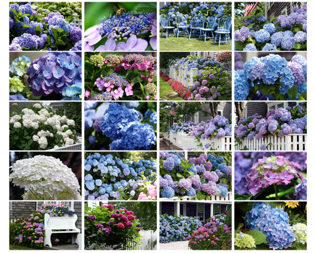 Hydrangea Photo Collage Nantucket, Massachusetts