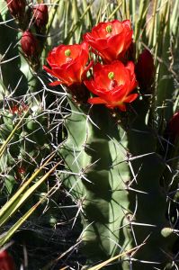 Claret Cup Echinocereus 'White Sands' 5_Santa Fe, New Mexico