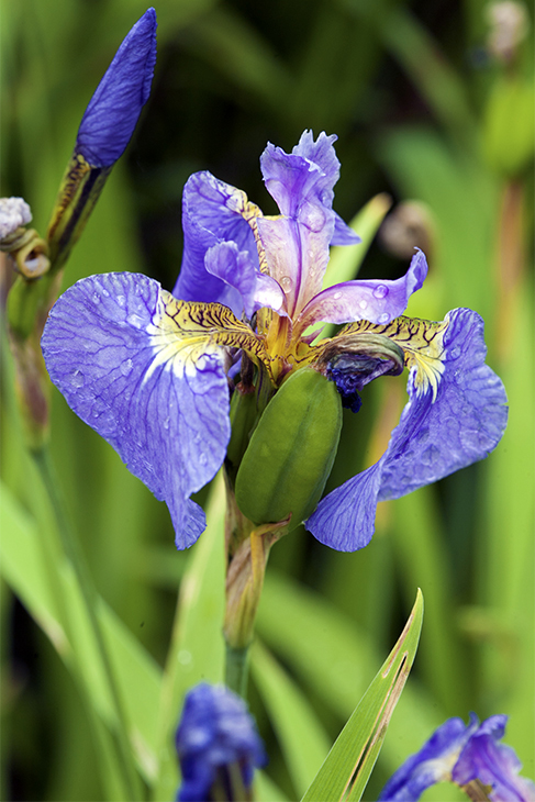 Tough-leaved Iris - Hortus Botanicus, Amsterdam, Holland