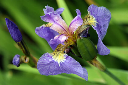 Swanky Iris - Hortus Botanicus – Amsterdam, Holland