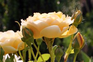 Heaven Scent Rose-The New York Botanical Garden