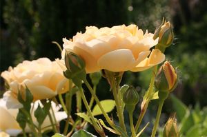 Heaven Scent Rose-The New York Botanical Garden