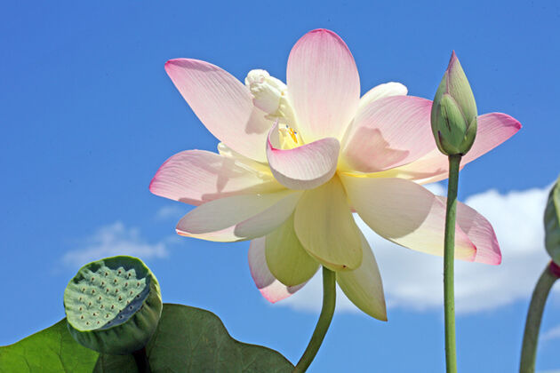 Lotus in Blue, The New York Botanical Garden