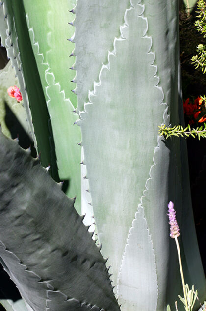 Designer Cactus - Santa Monica, California
