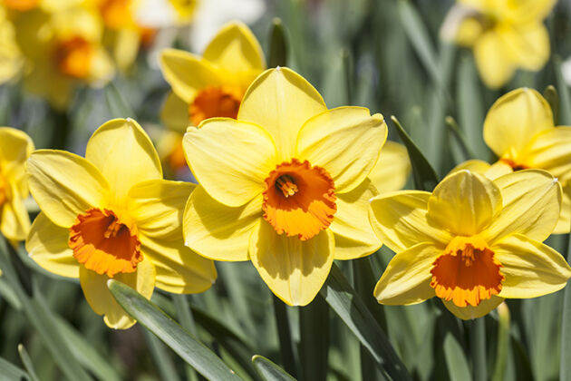 Radiant Daffodil Spring-Conservatory Garden, New York City