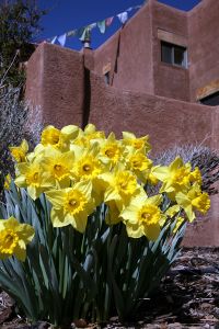 Daffodils & Prayer Flags - Albuquerque, New Mexico