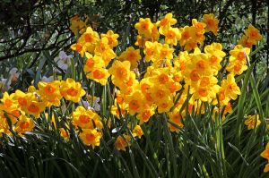 Fiery Daffodils-Conservatory Garden, New York City