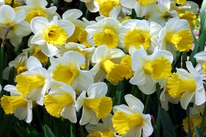 'Daffodil March'-Conservatory Garden, New York City