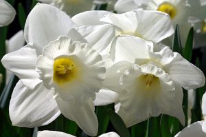 Dove White Daffodils-Conservatory Garden, New York City