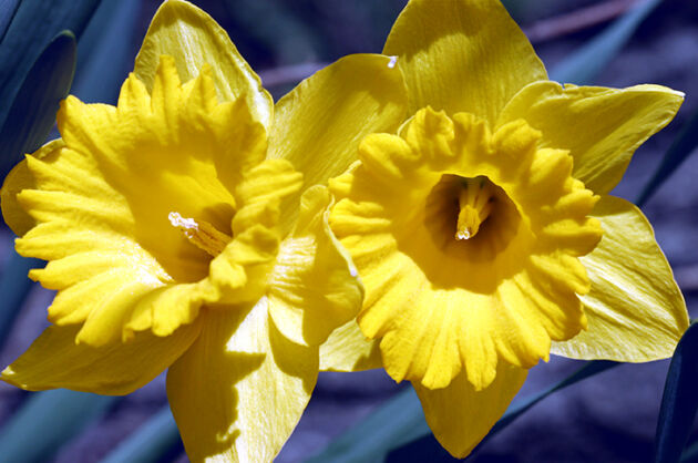 Wax Poetic Daffodils-Atlantic Highlands, New Jersey