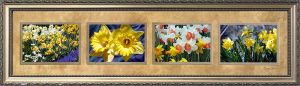 Daffodils du Jour #1