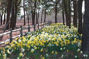 'Daffodil Way', Nantucket, Massachusetts
