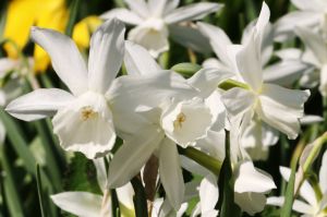 White Narcissus-Conservatory Garden, New York City