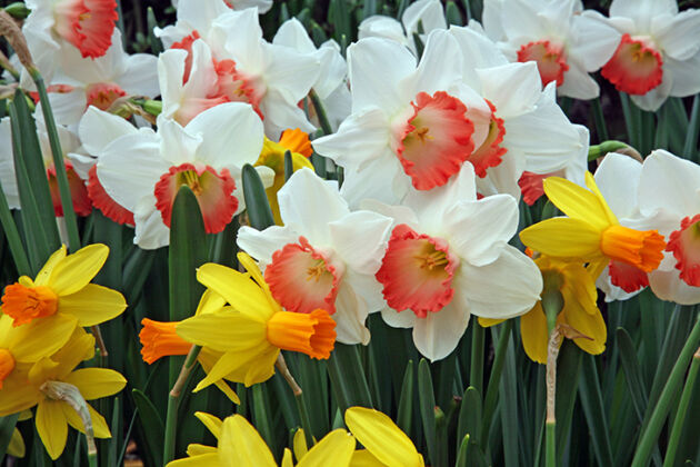 'A Flock of Dils', Conservatory Garden, New York City