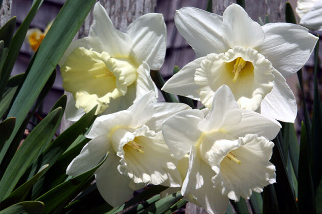 Purely Daffodil_Nantucket, Massachusetts