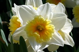 Sunny Side Up Daffodil_Conservatory Garden, New York City