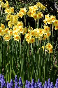 Narcissus 'vim & vigor' Conservatory Garden, New York City