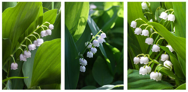 Lily of the Valley Triptych, New York City