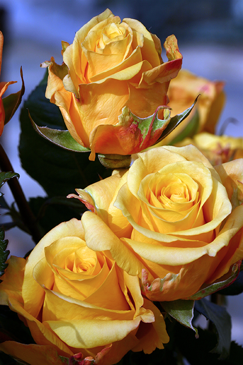 Golden Honey Roses #2_Chicago, Illinois