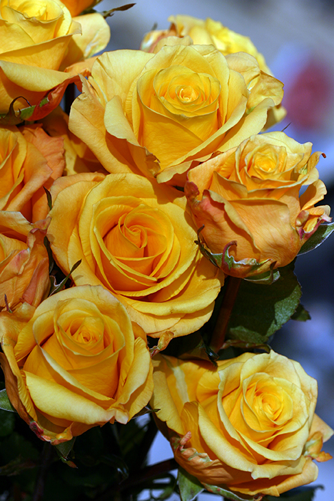 Golden Honey Roses – No.1 | DuaFlower