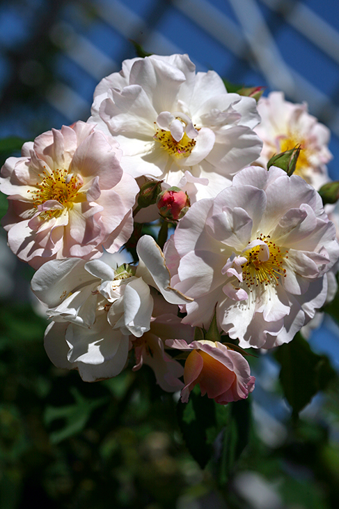 Tussie Mussie Roses - The Cranford Rose Garden, Brooklyn, New York