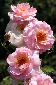 Eden's Rosy Bounty-Rockefeller Rose Gardens, New York City